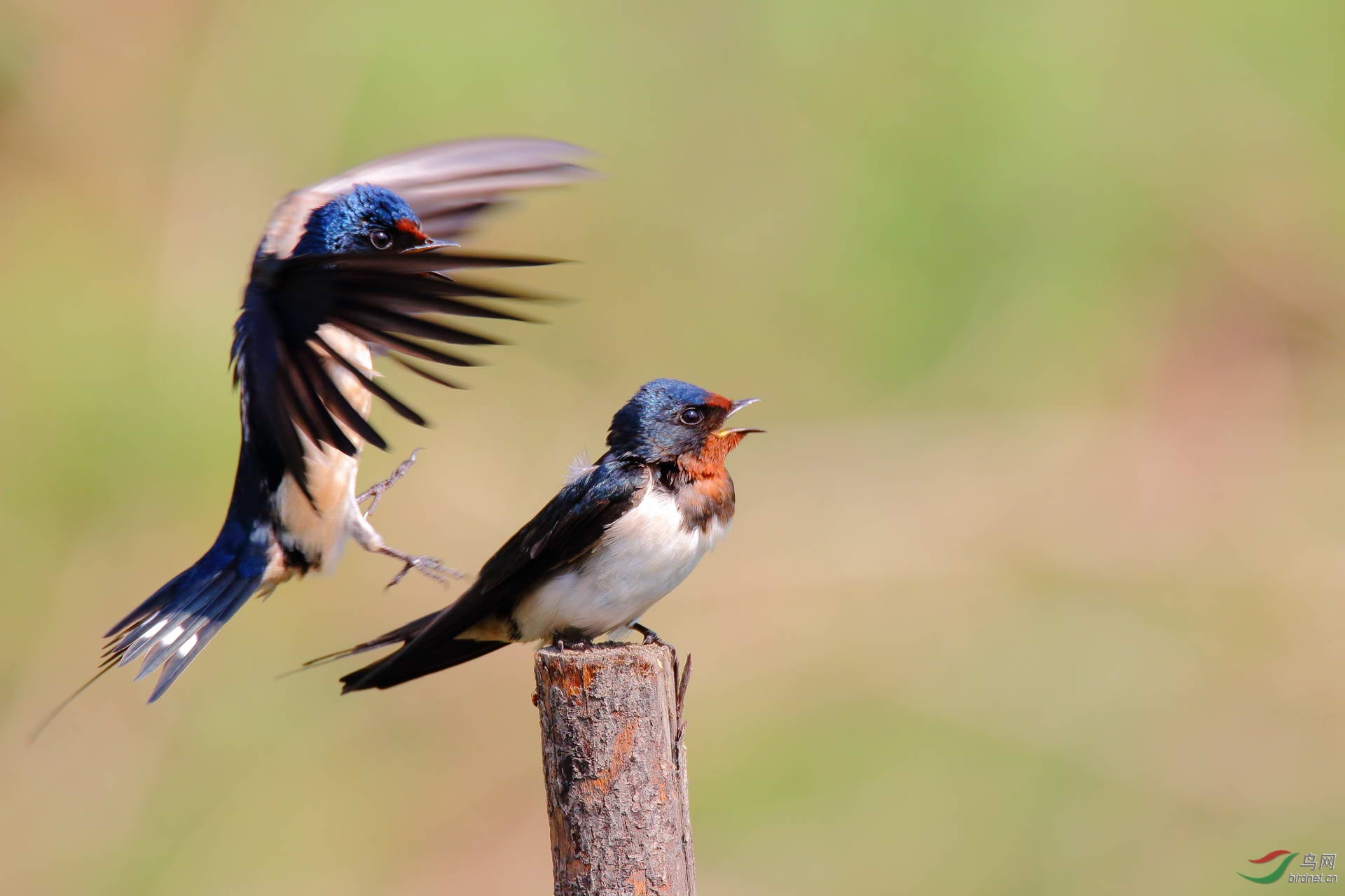 燕子(点击看高清大图)