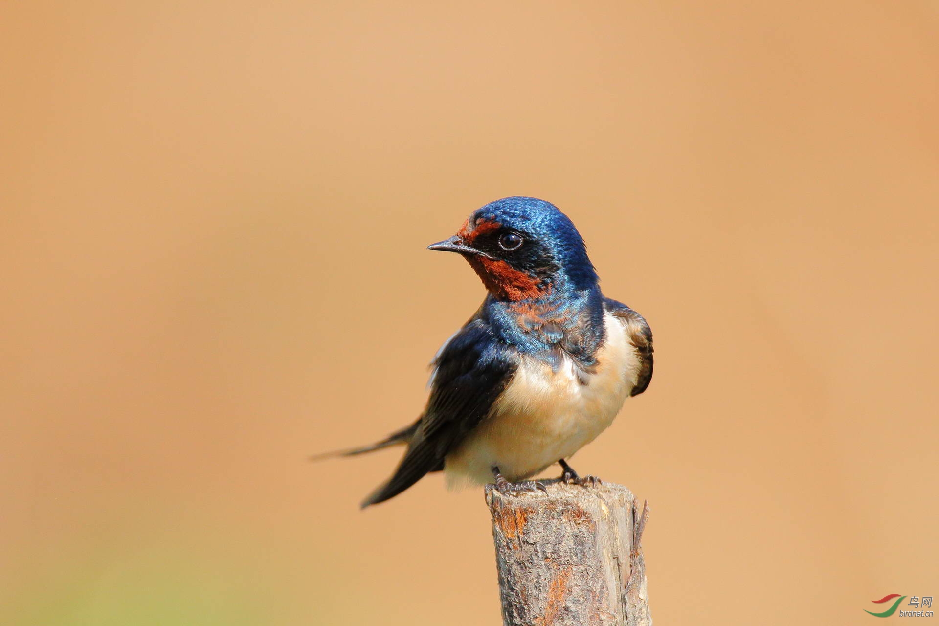 燕子(点击看高清大图)