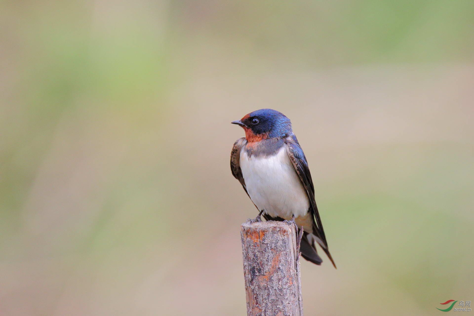 全高清燕子点击