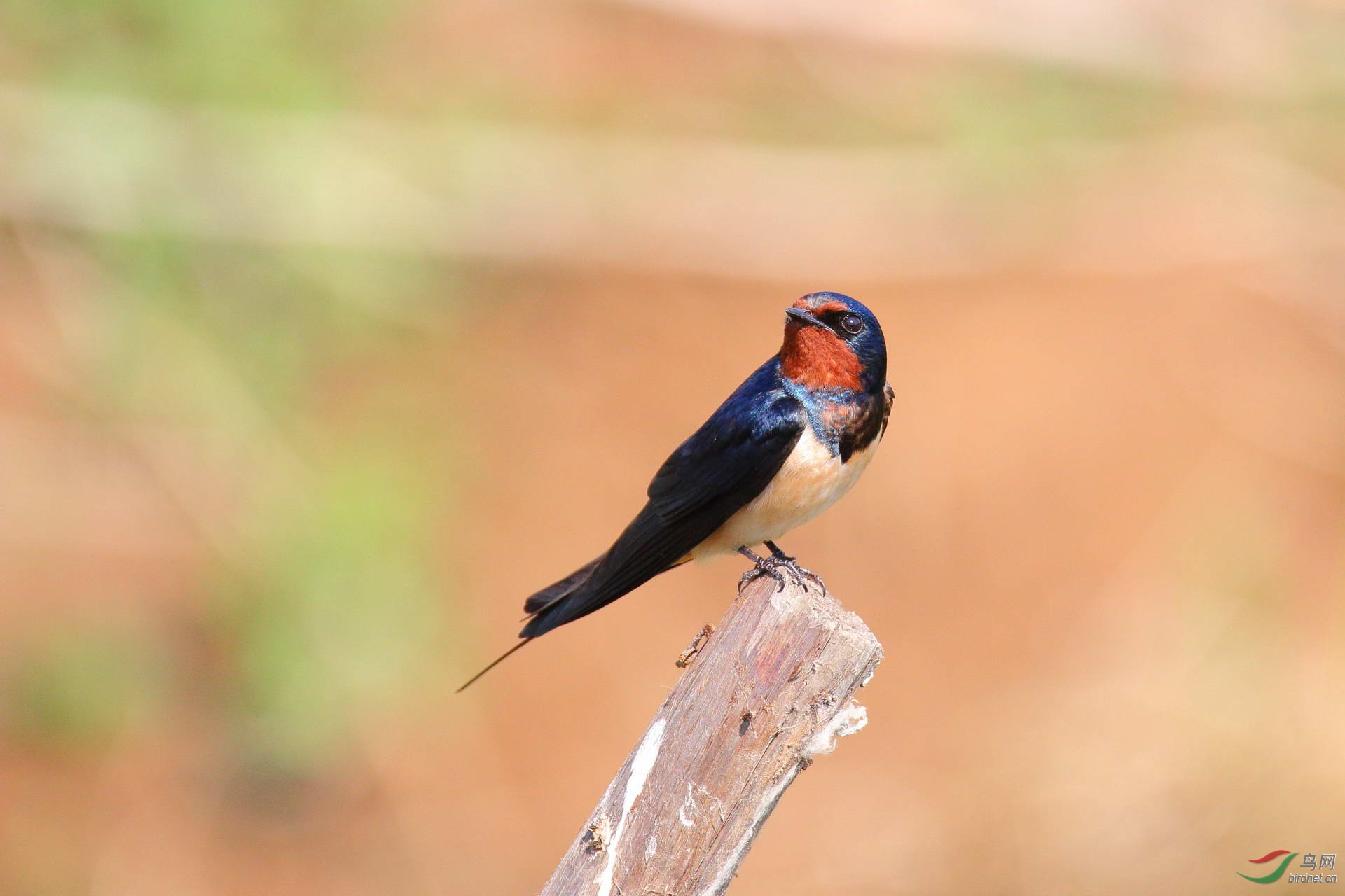 全高清燕子点击