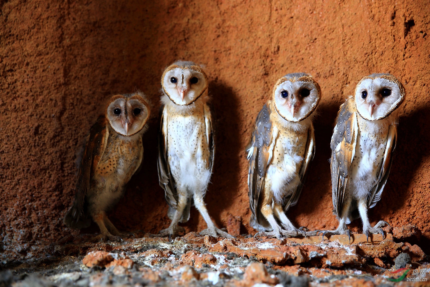 向保护仓鸮的带头人南海潮老师致敬