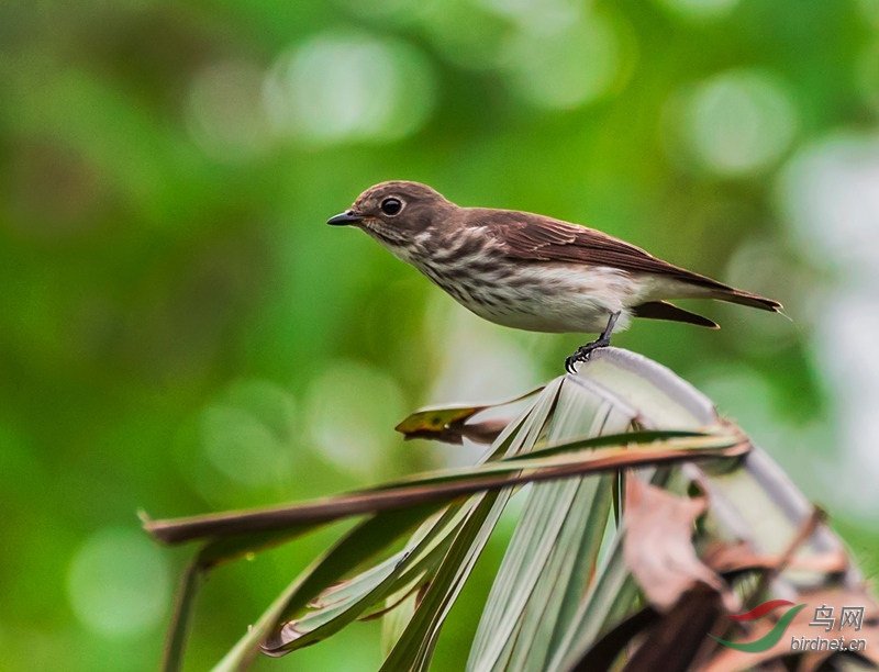 芭蕉叶上灰纹鹟
