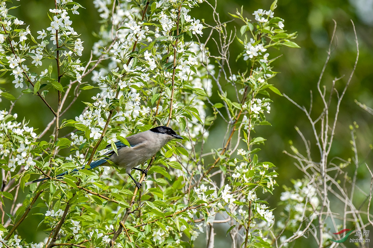 山丁子花上的精灵