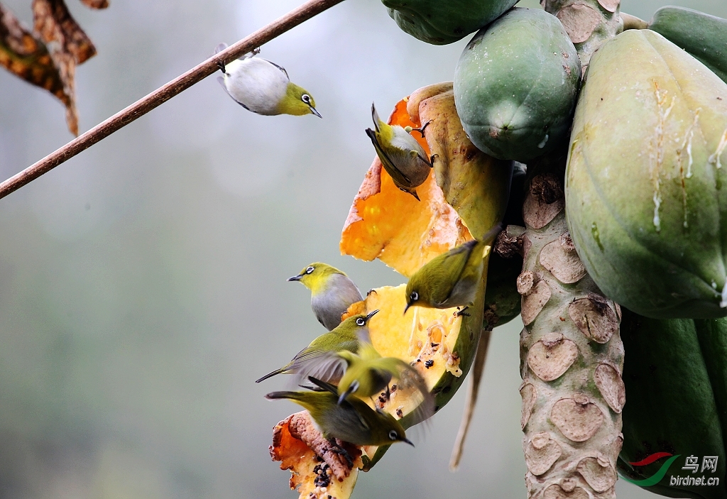 【擂台赛】木瓜的诱惑(暗绿绣眼)(攻擂)