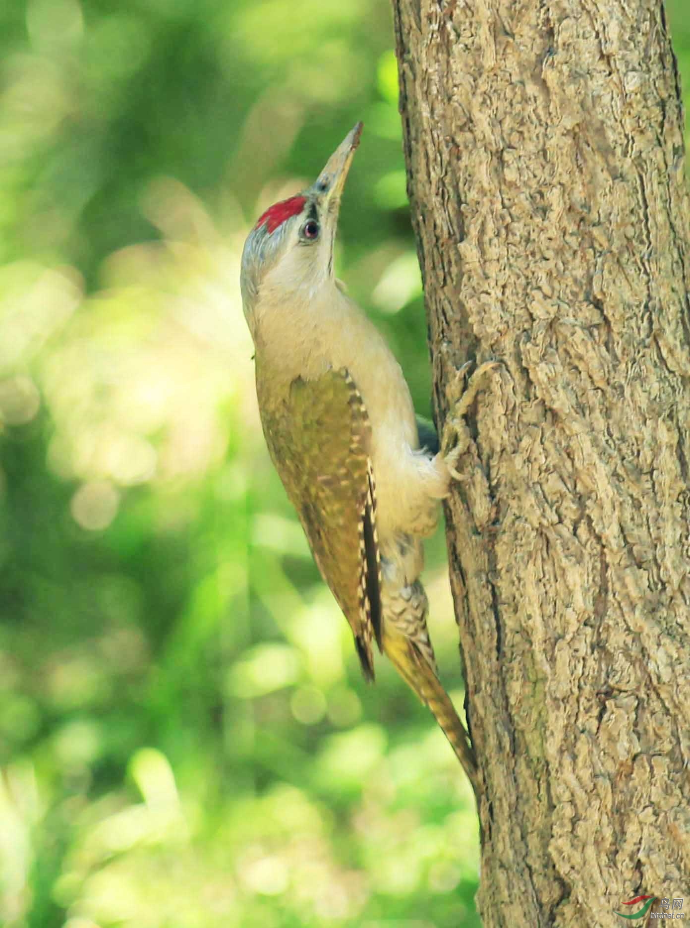 绿啄木鸟