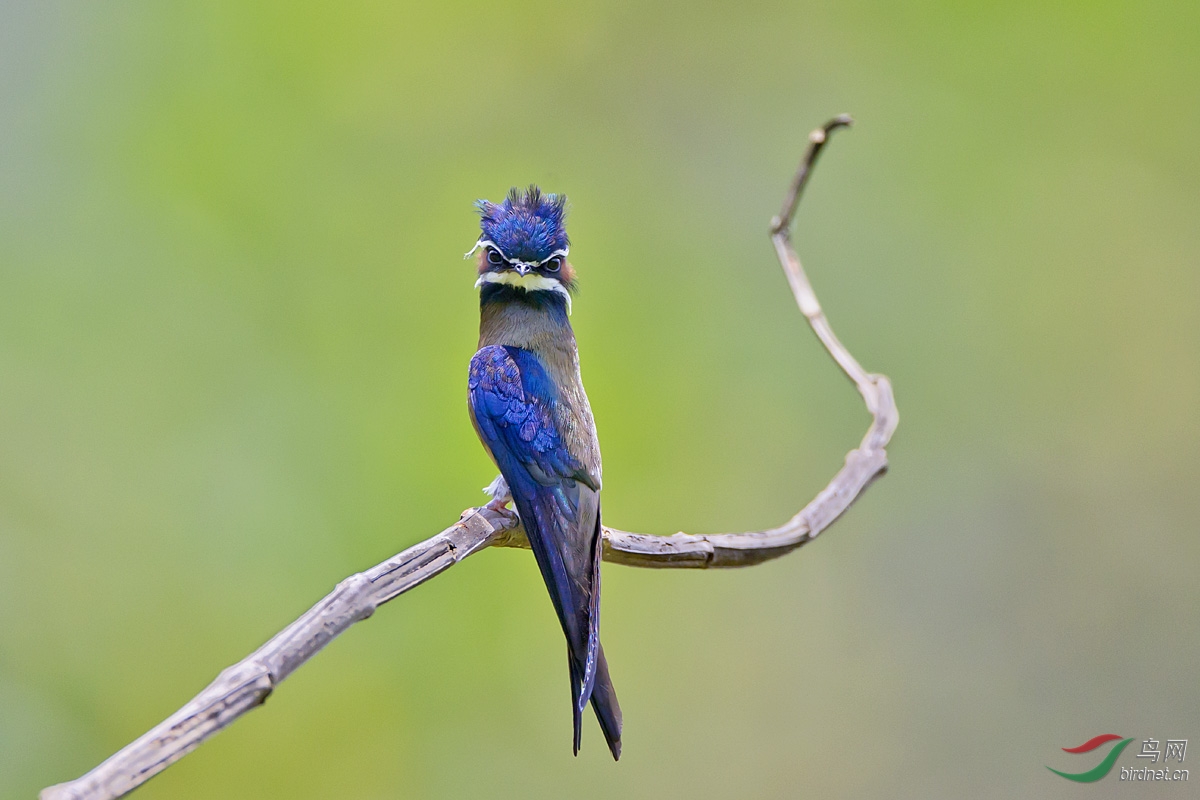 祝贺西藏版块成立!