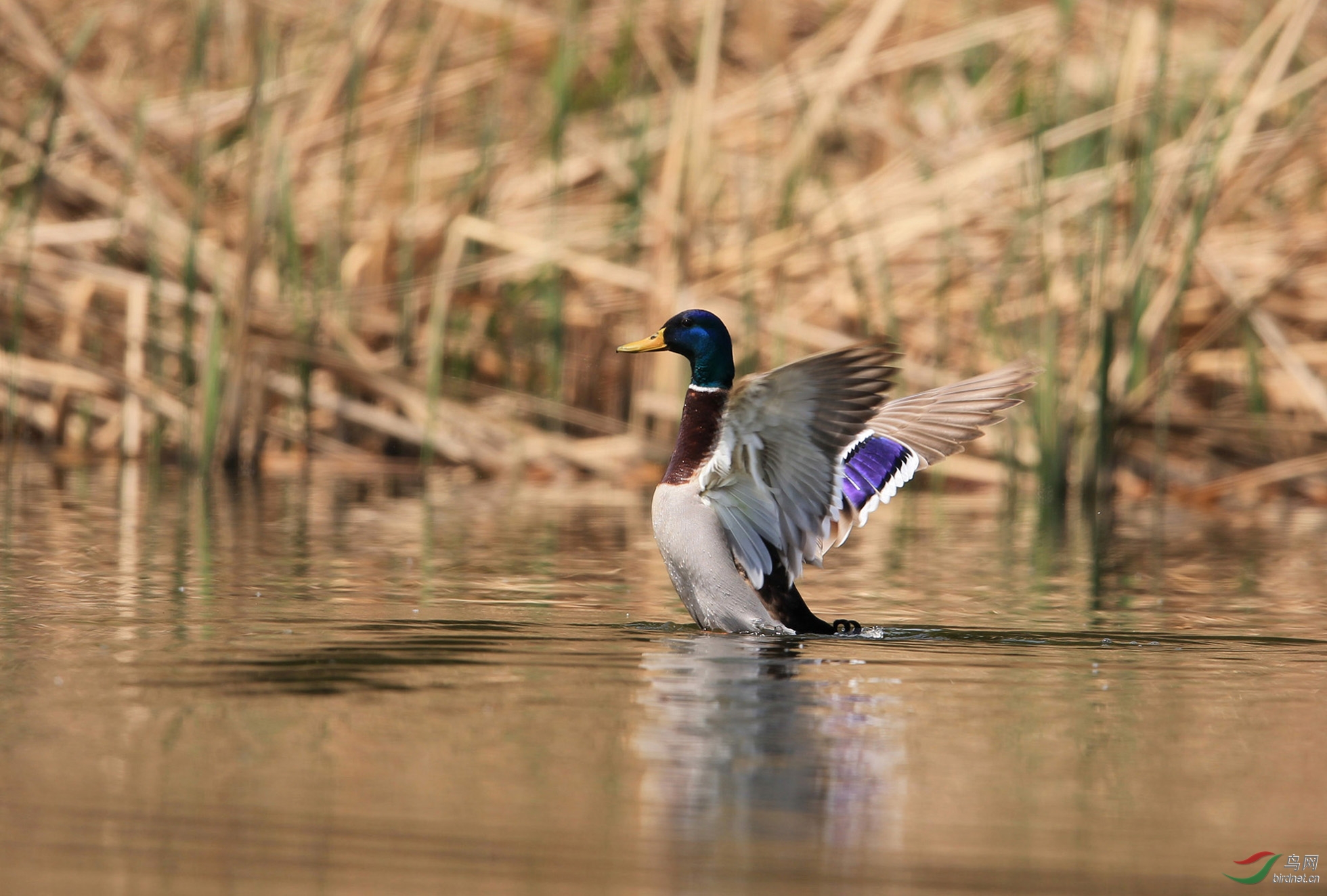 欢快的绿头鸭 - 观鸟拍鸟之旅 bird trip reports 鸟网