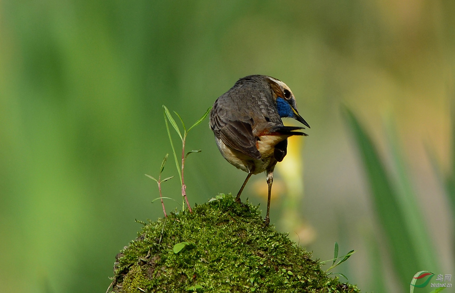 一组蓝靛颏感谢一壶版主