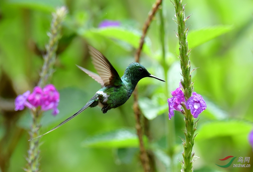 绿刺尾蜂鸟绿刺尾蜂鸟