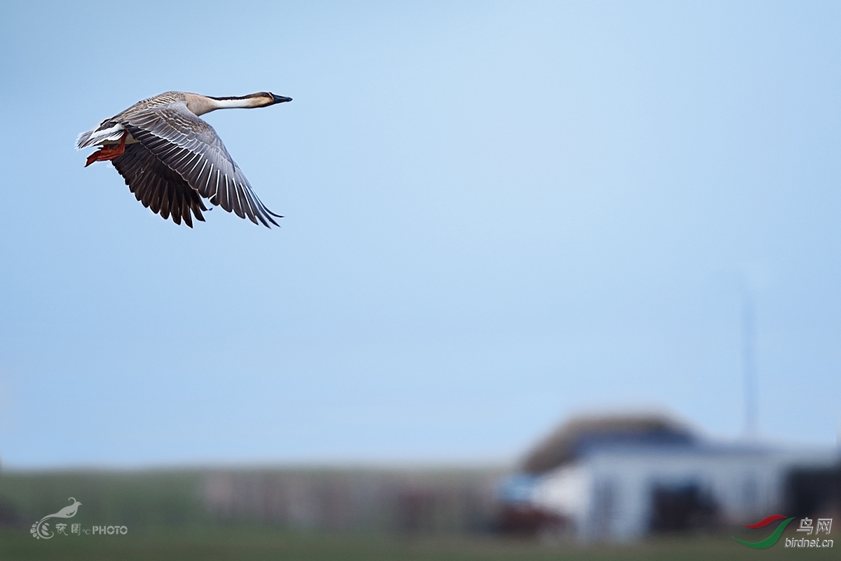 内蒙古克什克腾草原拍鸟记