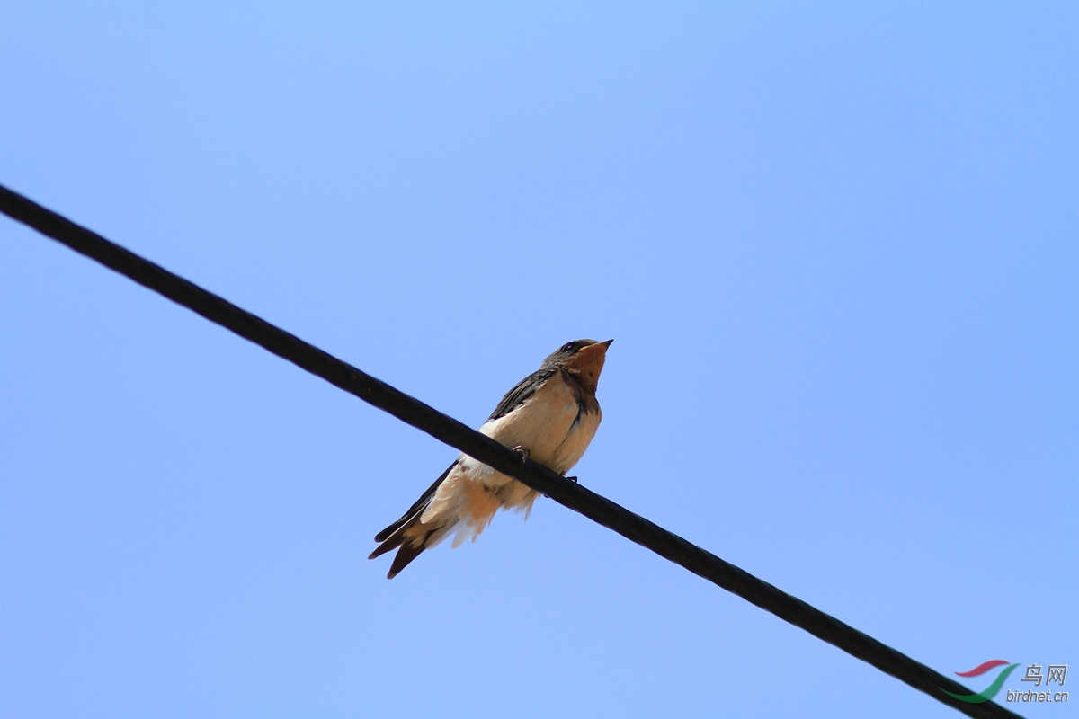 电线上的燕子