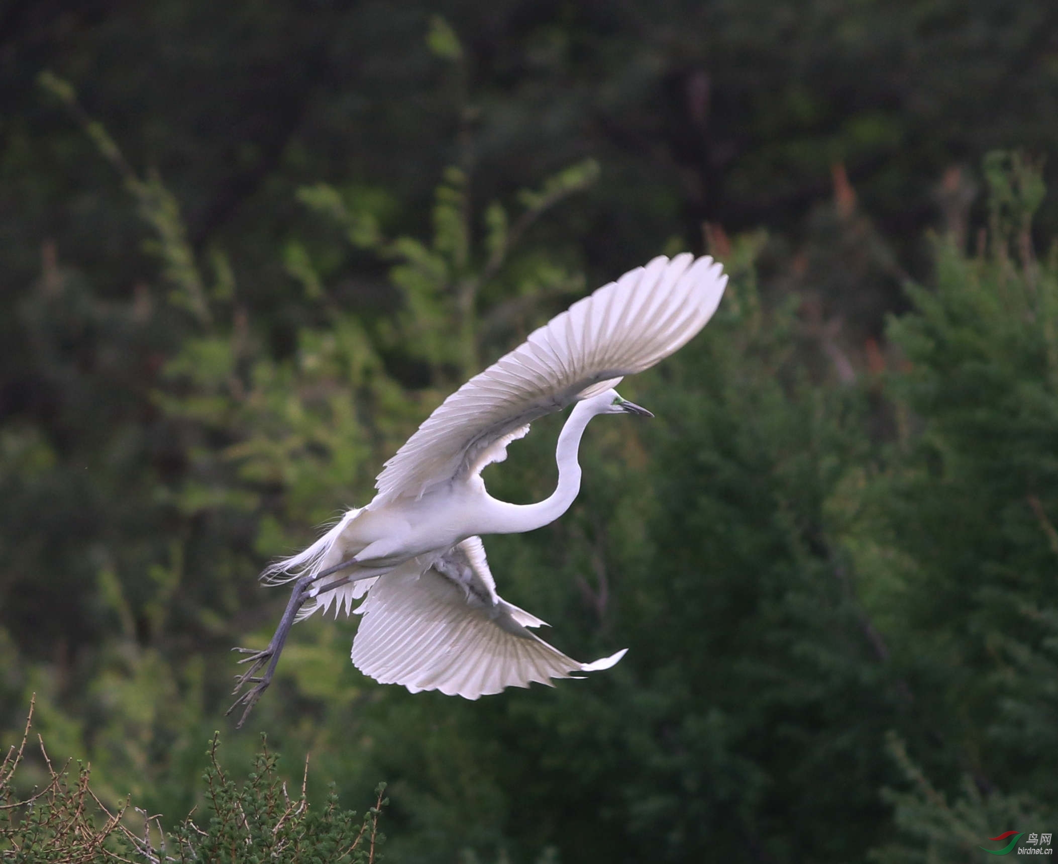 展翅飞翔的白鹭