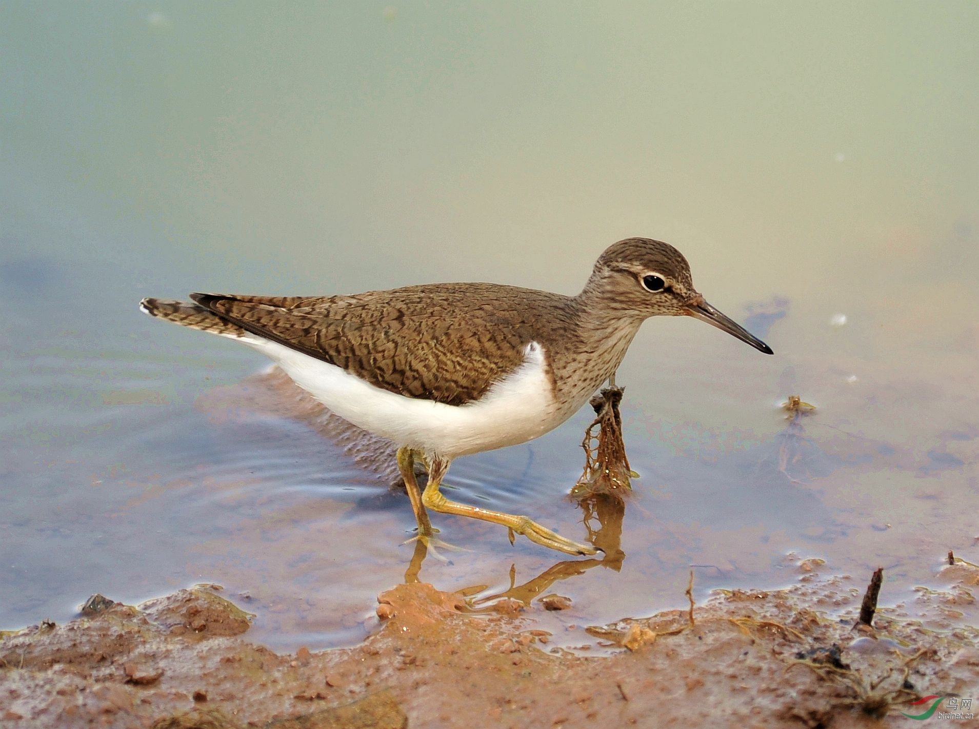 觅食的鹬 (3).jpg