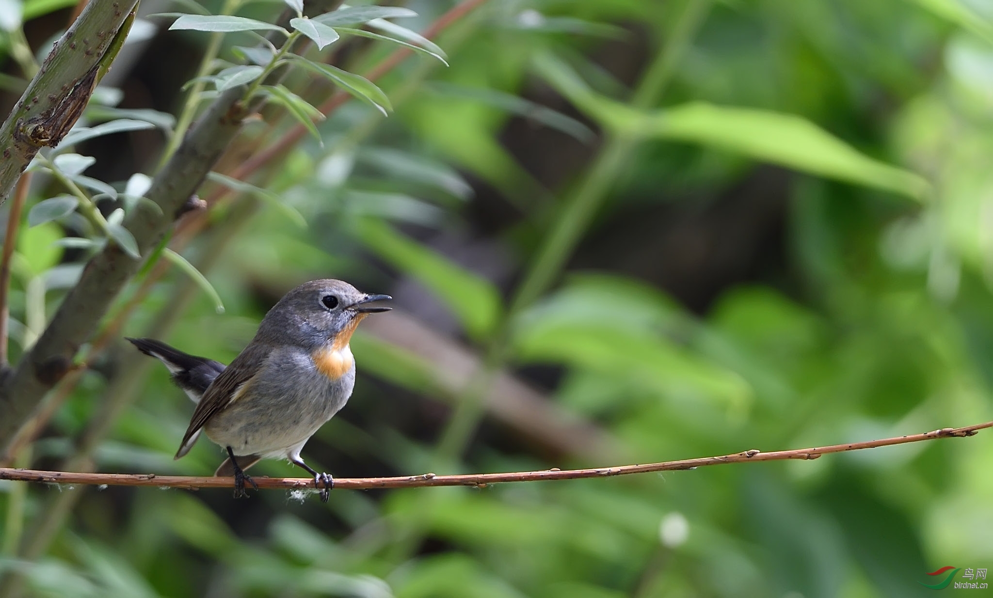 红喉姬鹟黄点颏