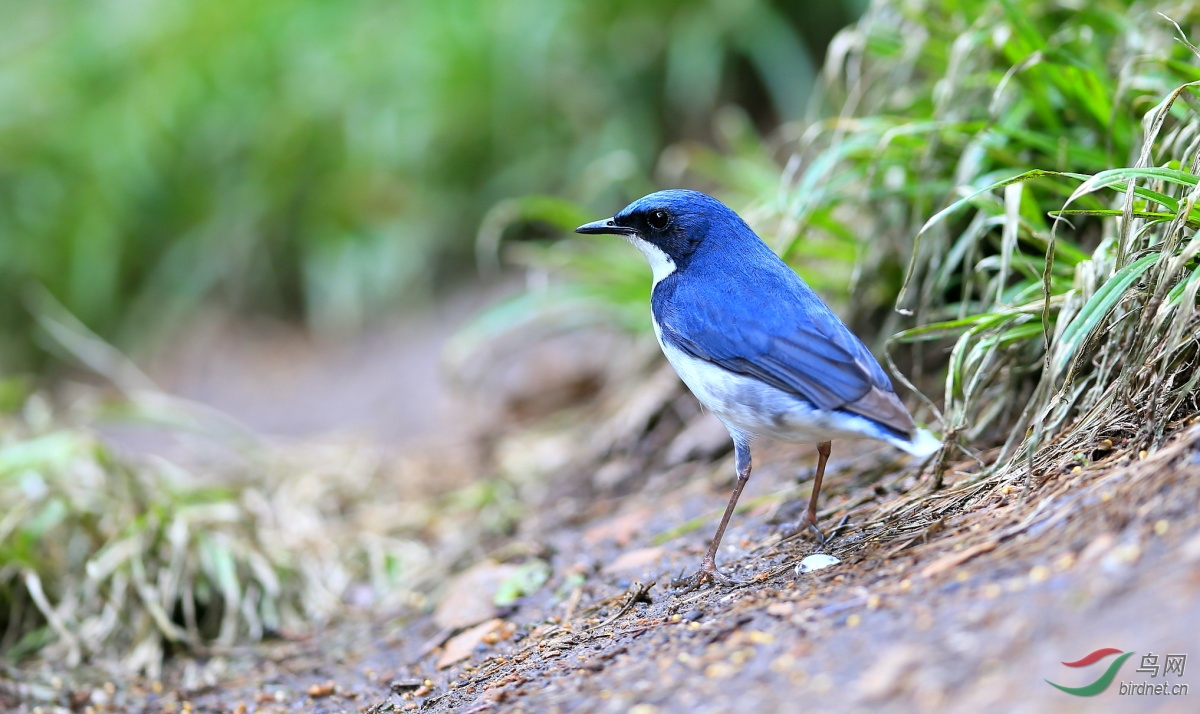 农村常见的蓝色的鸟图片