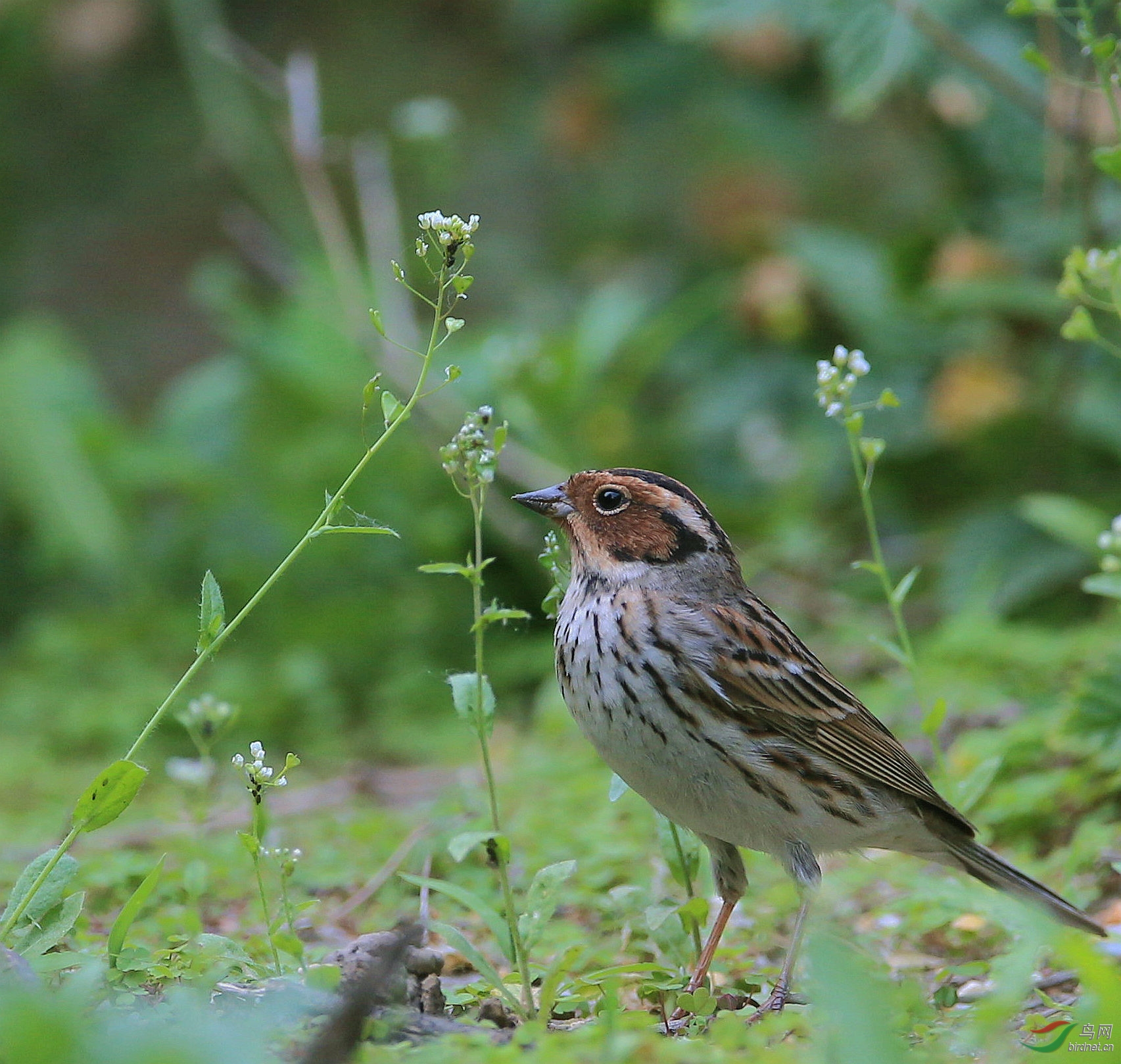 蹦蹦跳跳觅食的小鹀