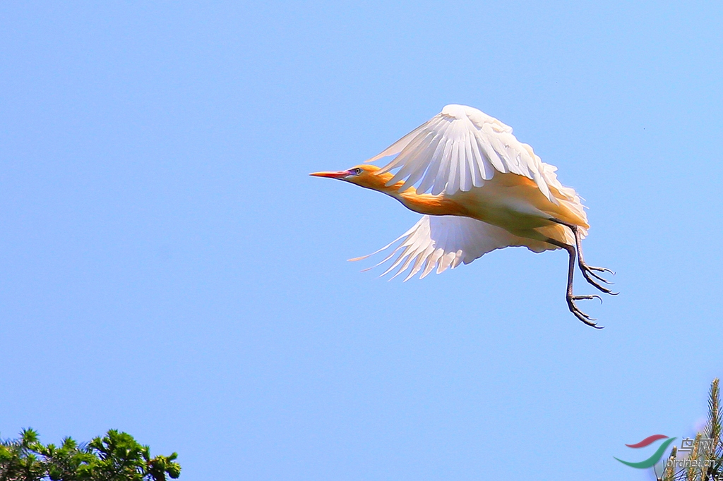 筑巢时的牛背鹭