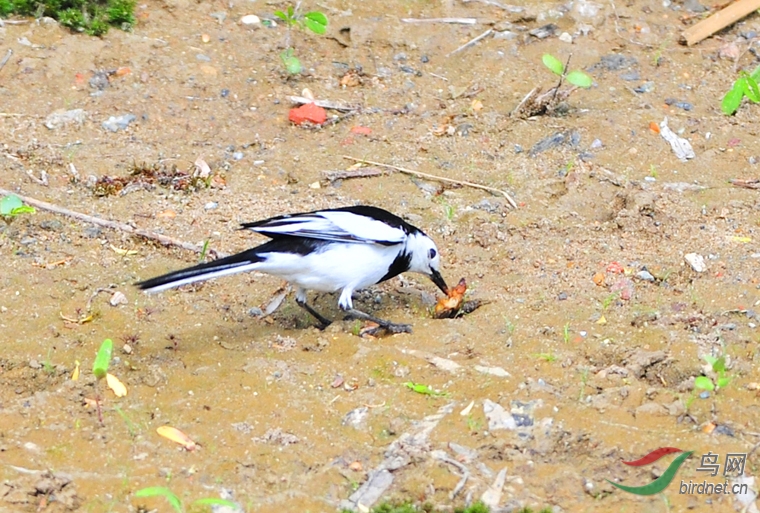 永定河畔白鹡鴒吃蝲蝲蛄