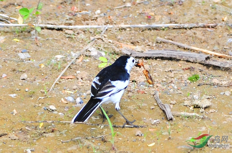 永定河畔白鹡鴒吃蝲蝲蛄