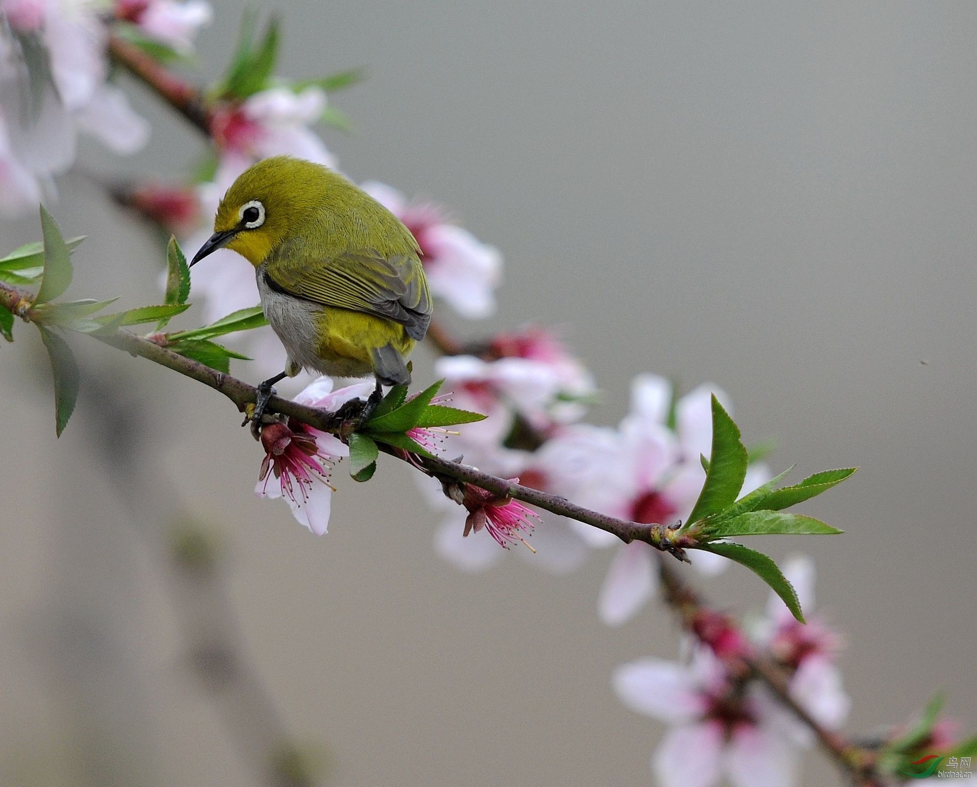 【擂台赛】绣眼鸟---在那桃花盛开的地方(攻擂)