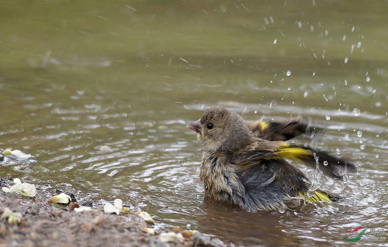 金翅雀洗浴图