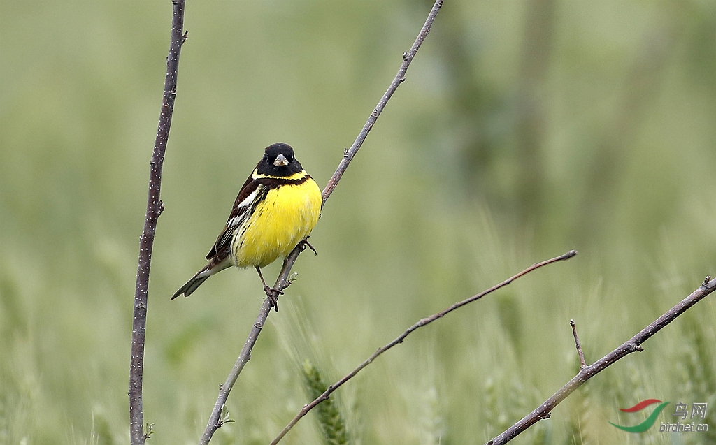 黄胸鵐 - 山东版 shandong 鸟网
