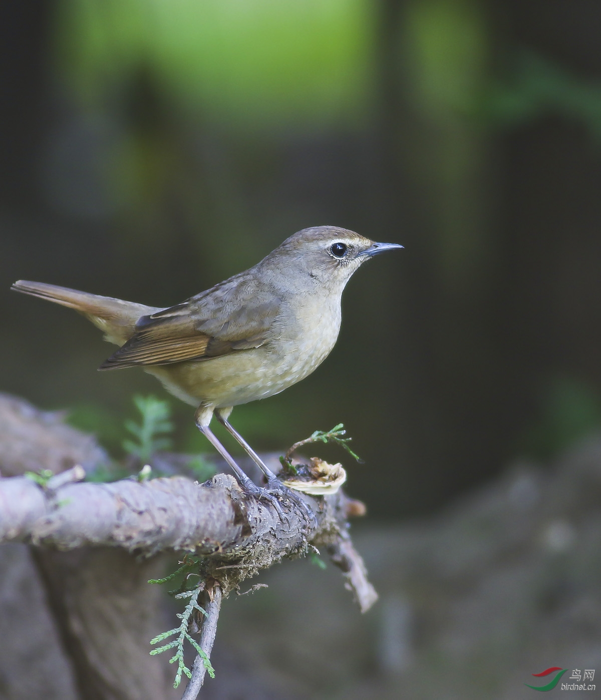 白眉鹀以及未知名小鸟