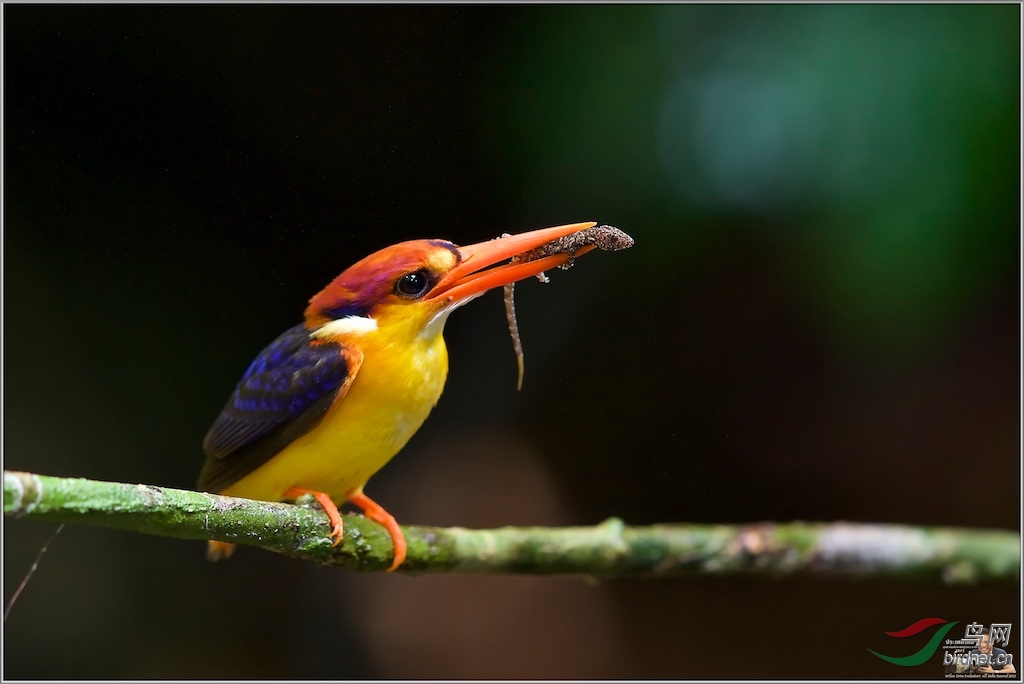 Oriental Dwarf Kingfisher