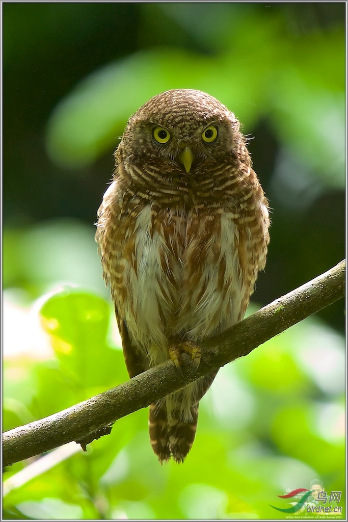 Asian Barred Owlet