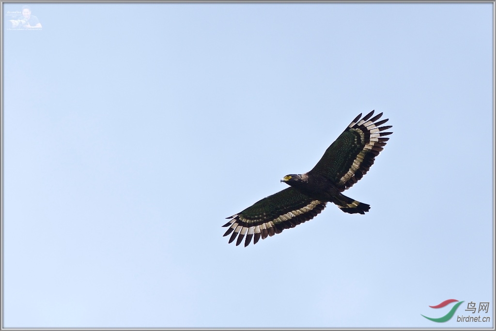 Crested Serpent Eagle