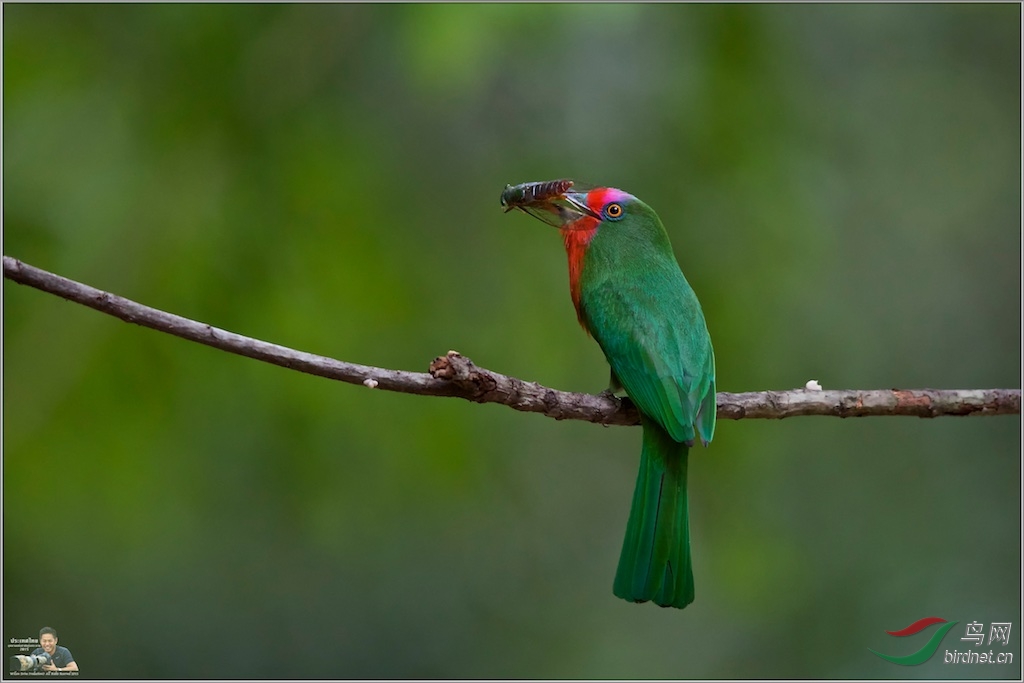 Red-Bearded Bee-Eater
