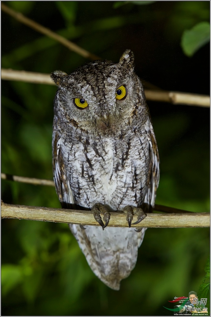 Oriental Scops Owl