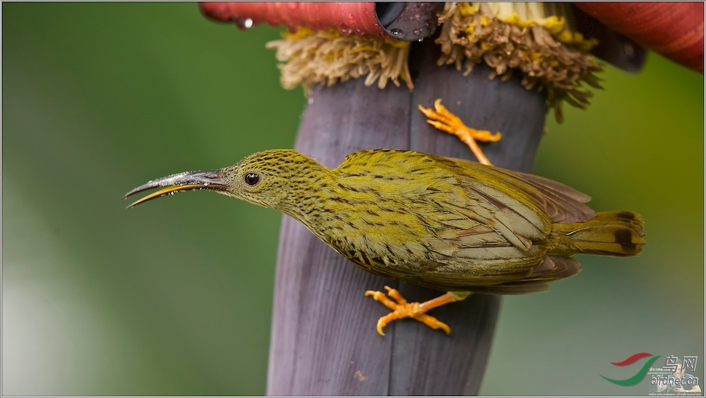 Streaked Spiderhunter