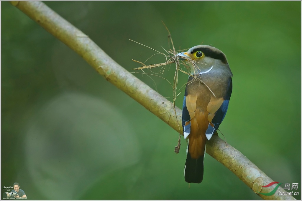 Silver-Breasted Broadbill