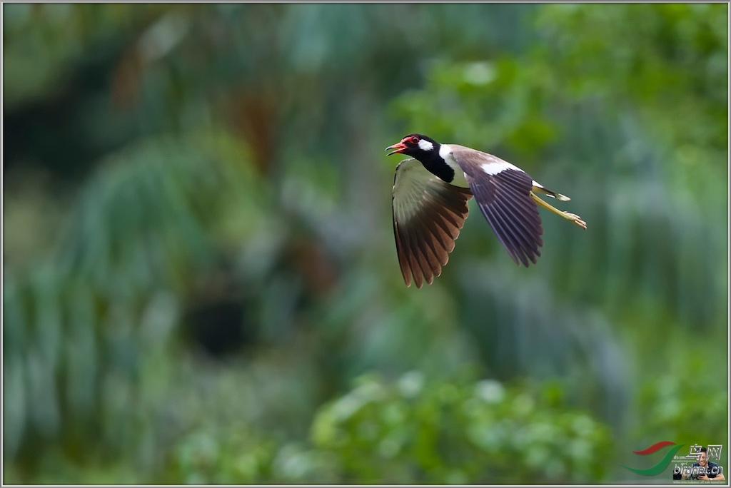 Red-Wattled Lapwing