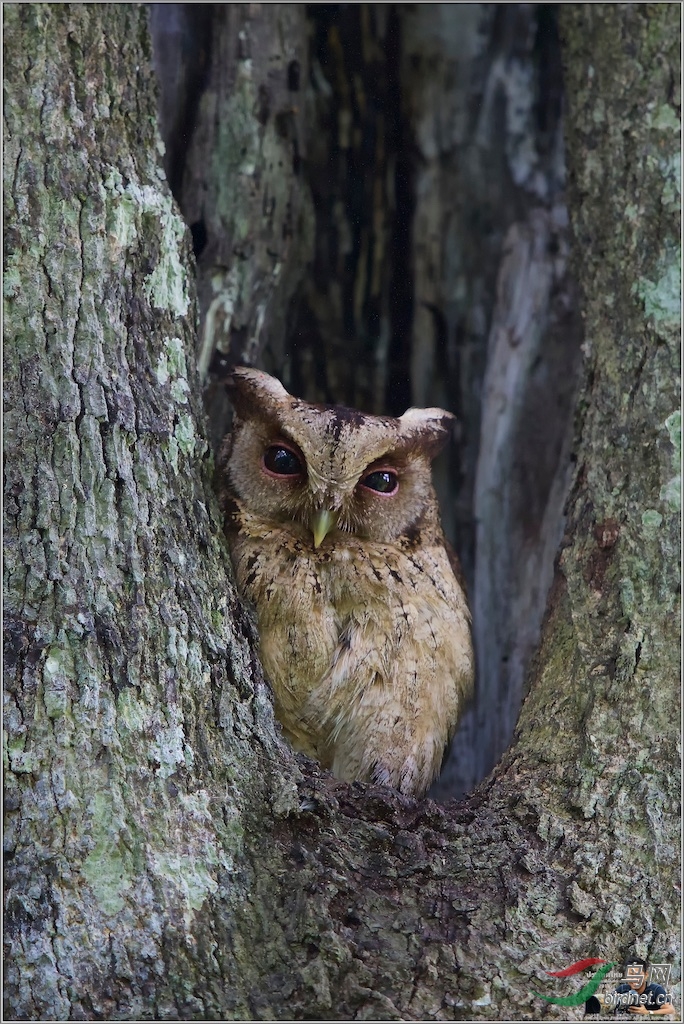 Collared Scops Owl