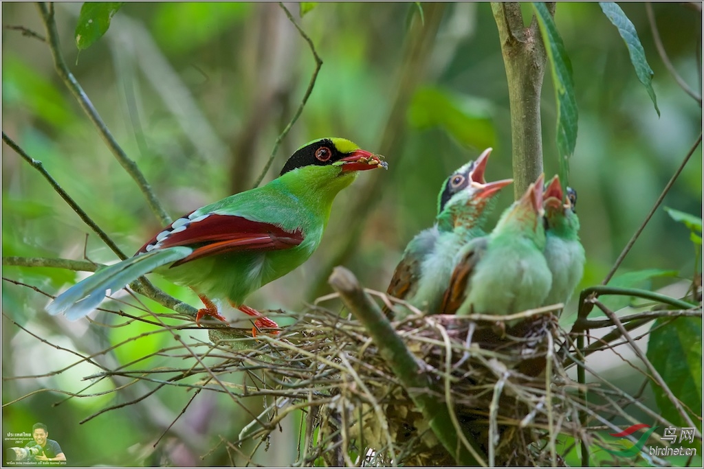 Common Green Magpie