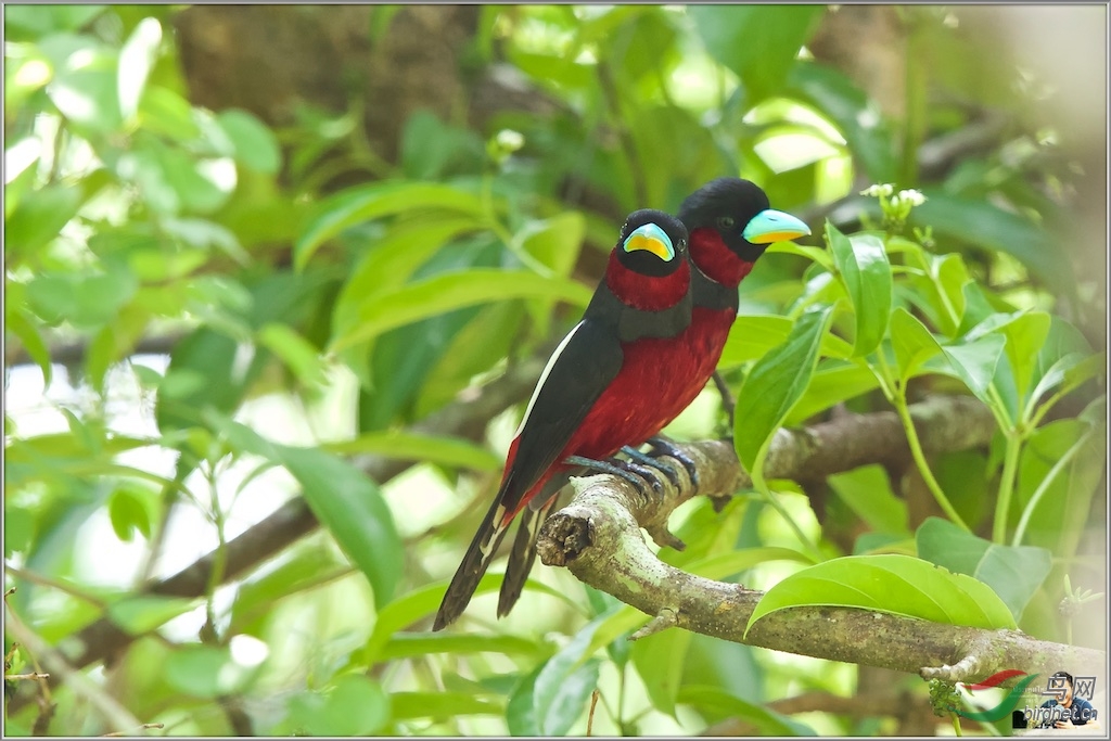 Black & Red Broadbill