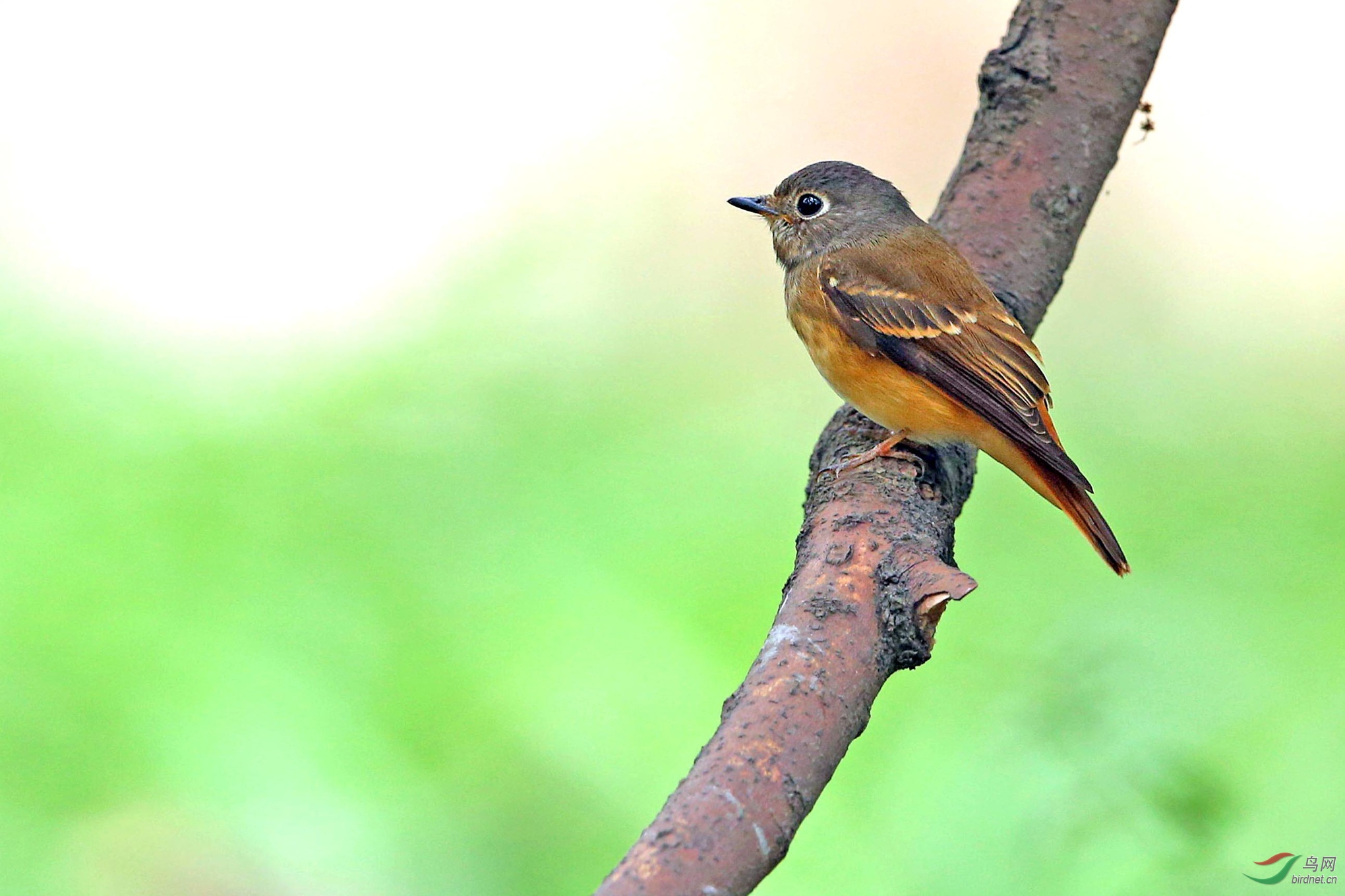 乖乖的棕褐尾鹟