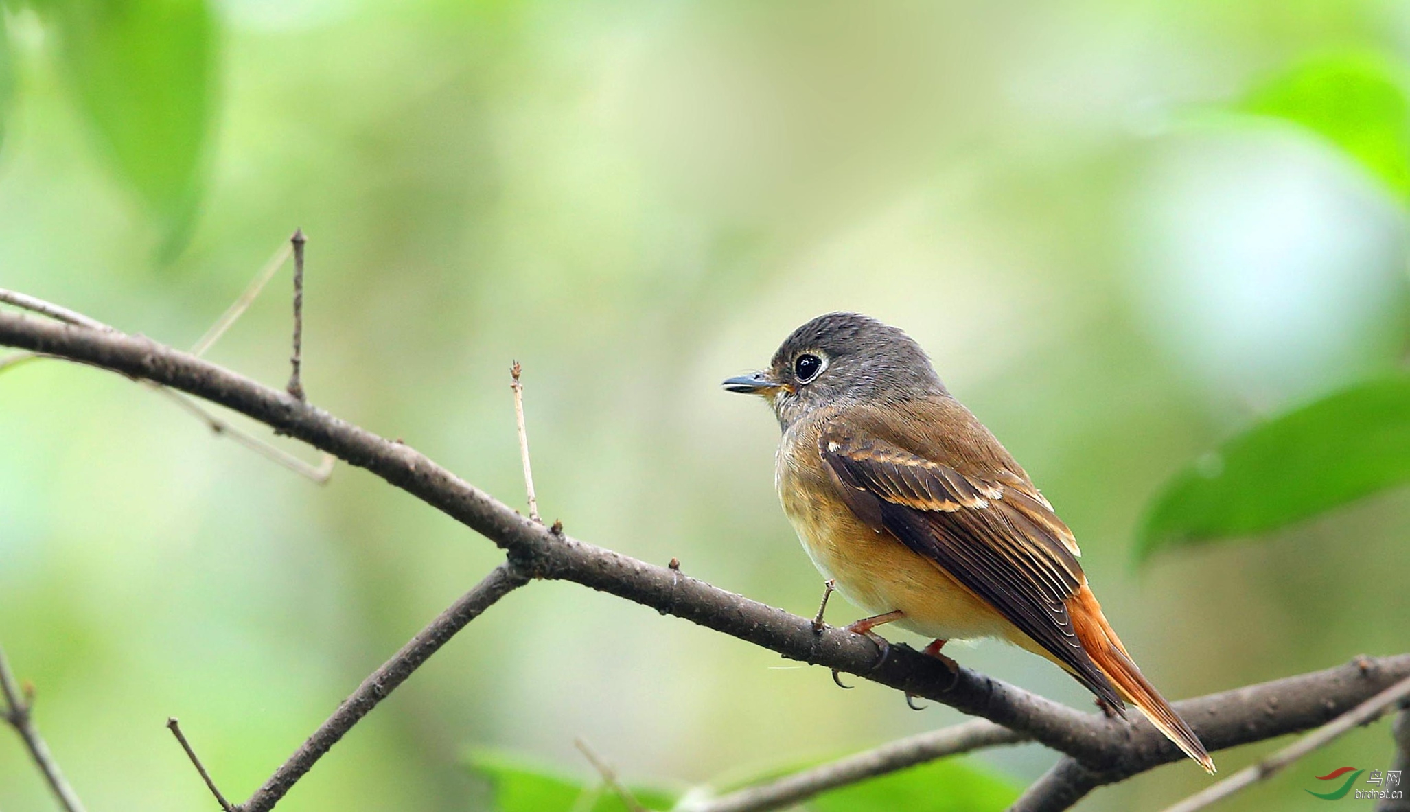 乖乖的棕褐尾鹟