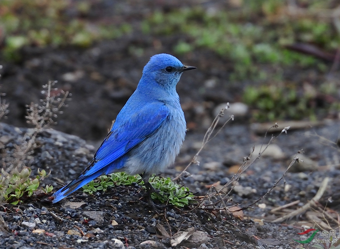 美西自由行之山蓝鸲