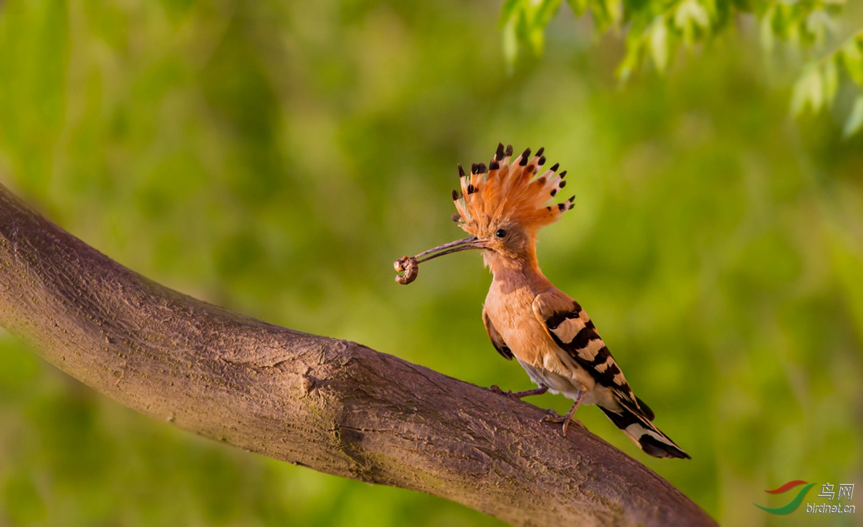 戴胜鸟在回家的路上