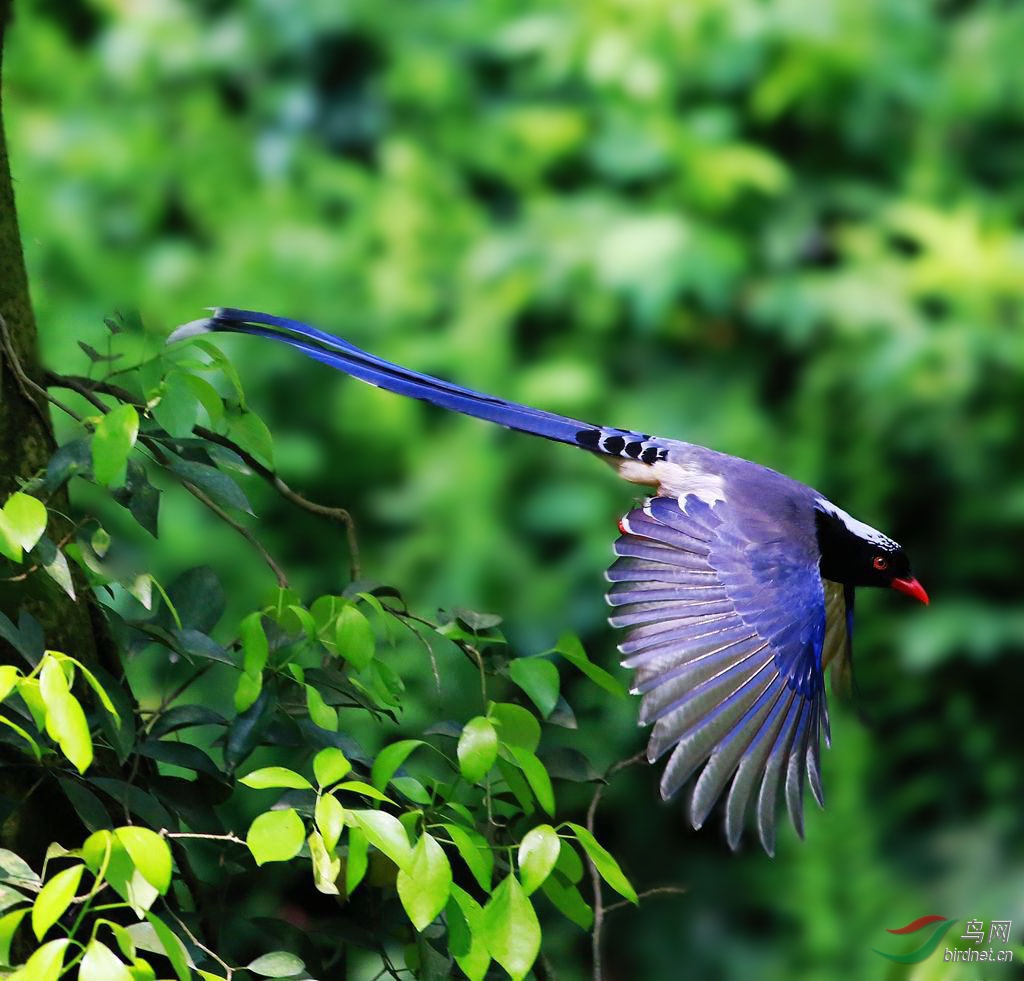 红嘴蓝鹊