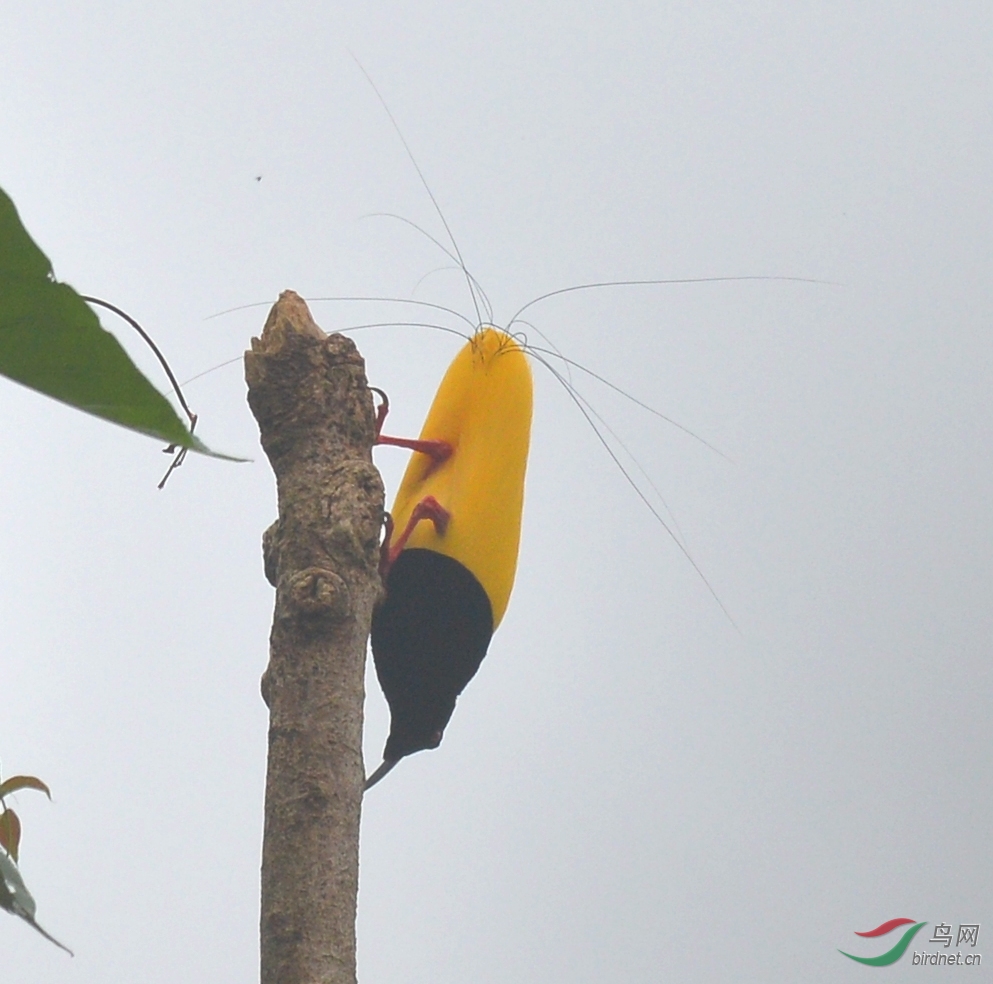 极其罕见的十二线天堂鸟