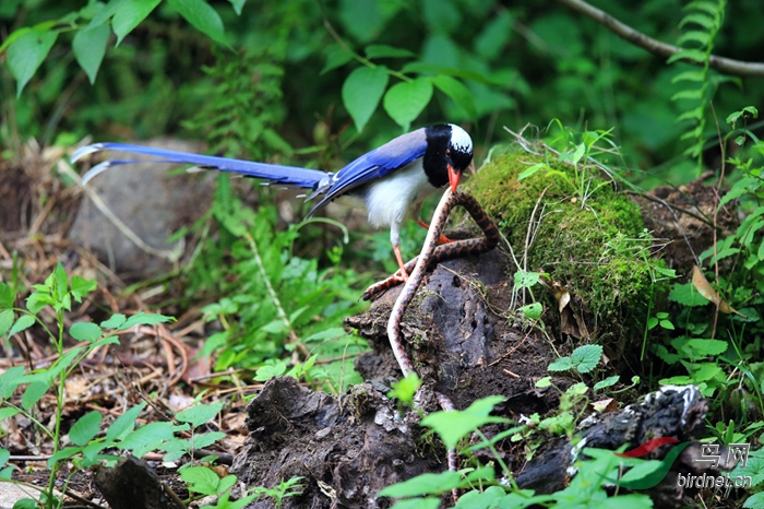 红嘴蓝鹊 (1).jpg