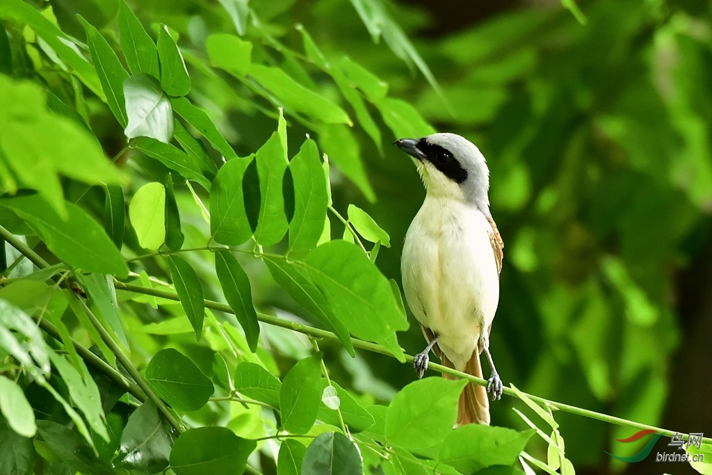华西虎纹伯劳雏鸟