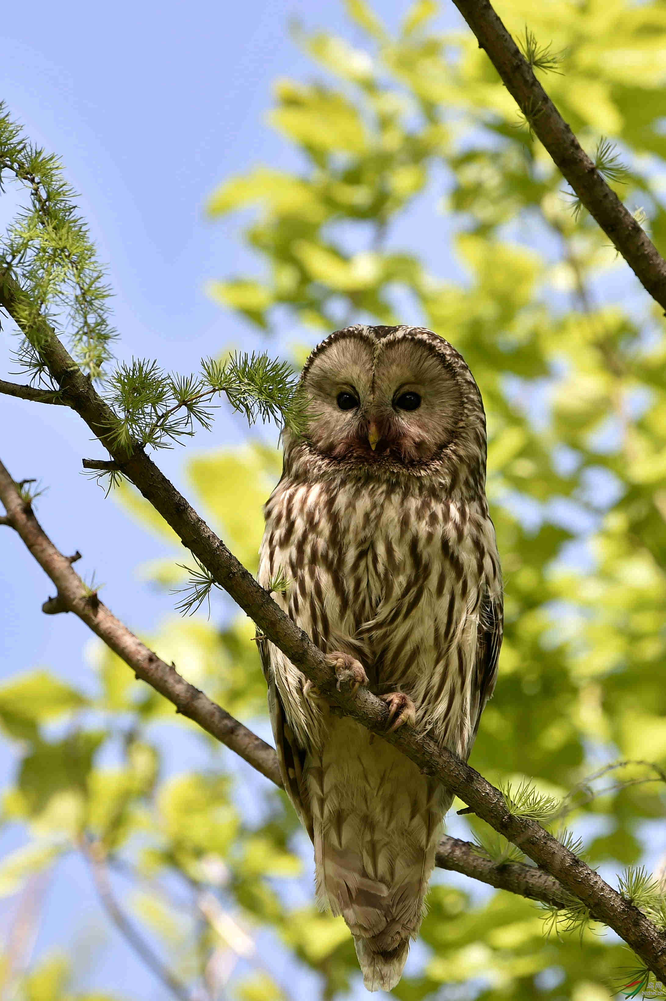 长尾林鸮欢迎点评谢谢