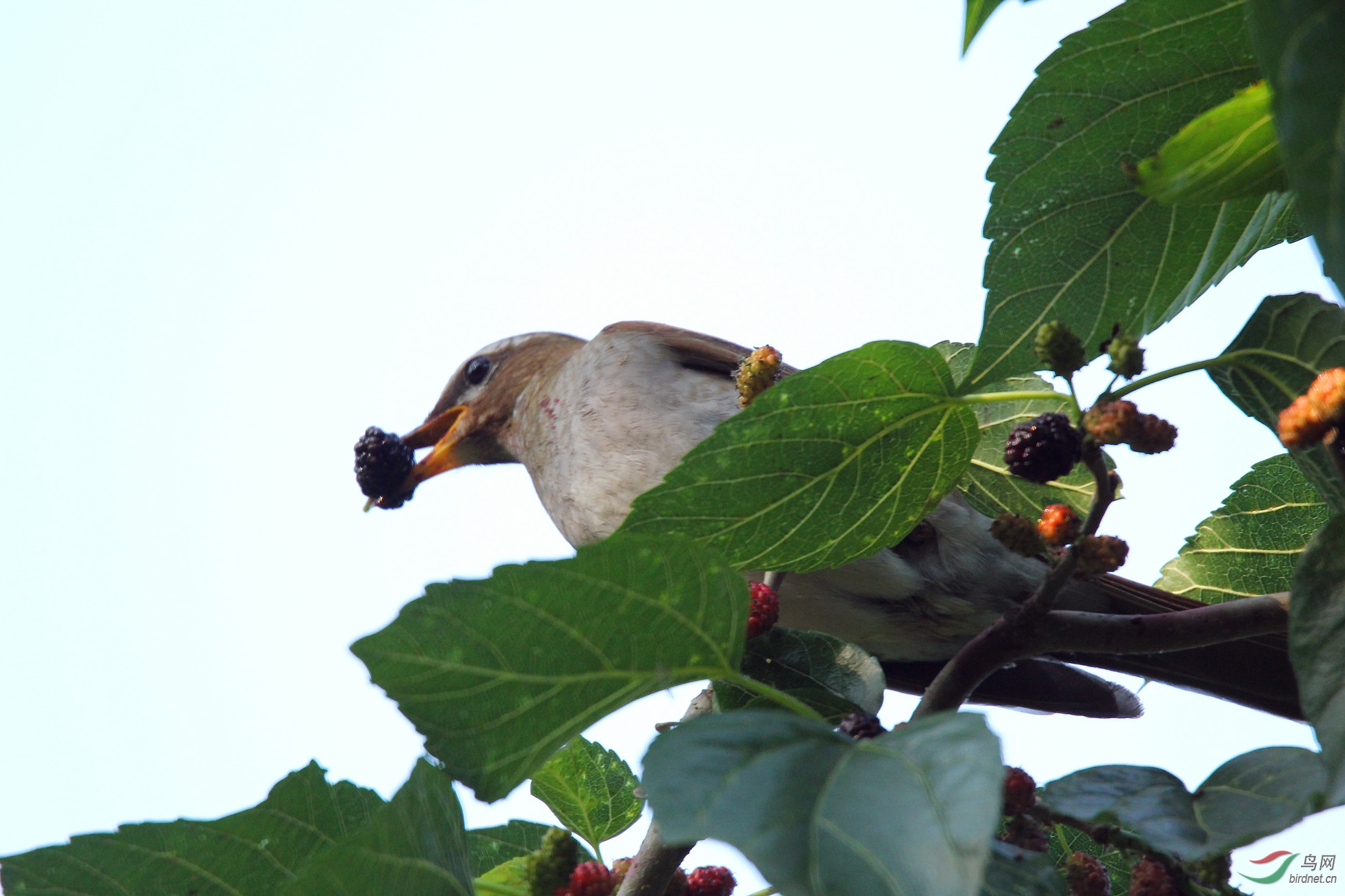 在天坛拍鸟时,苗圃里有一颗结满果实的桑树,招来喜鹊,白眉鸫和这只