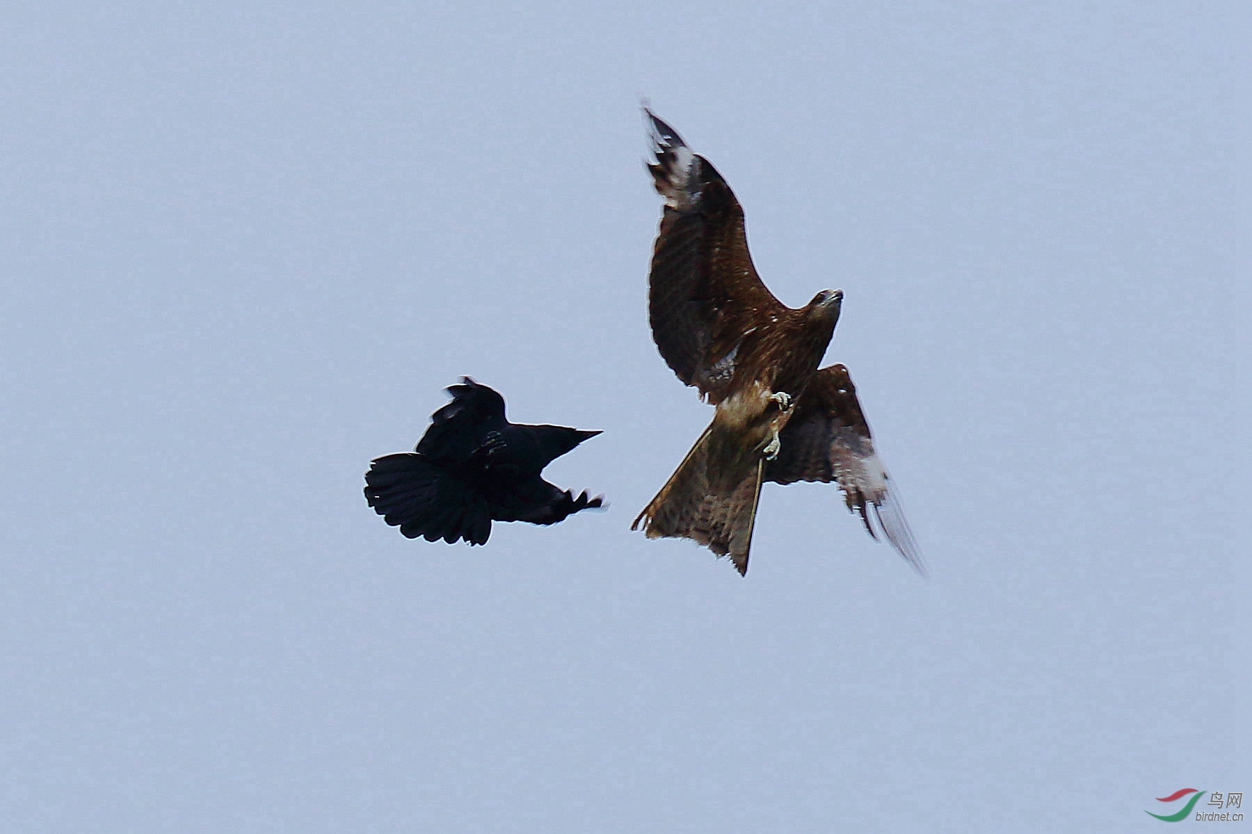 鹰鸦搏斗