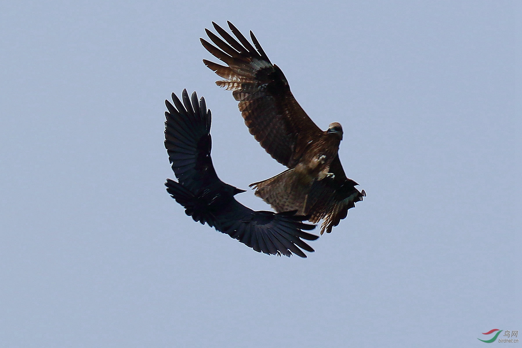 鹰鸦搏斗